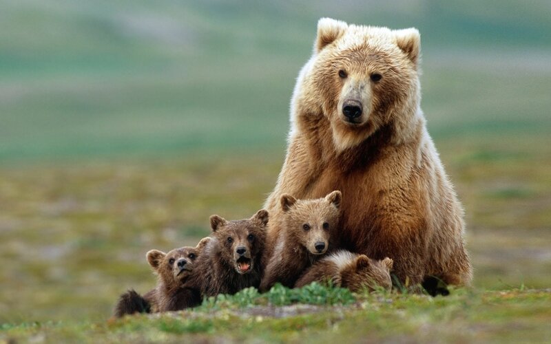 Bear mother with cubs
