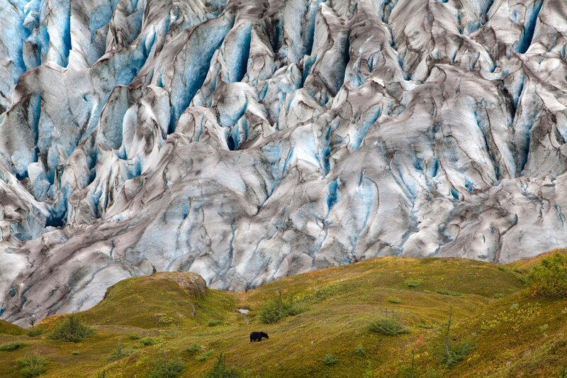 Bear near glacier face