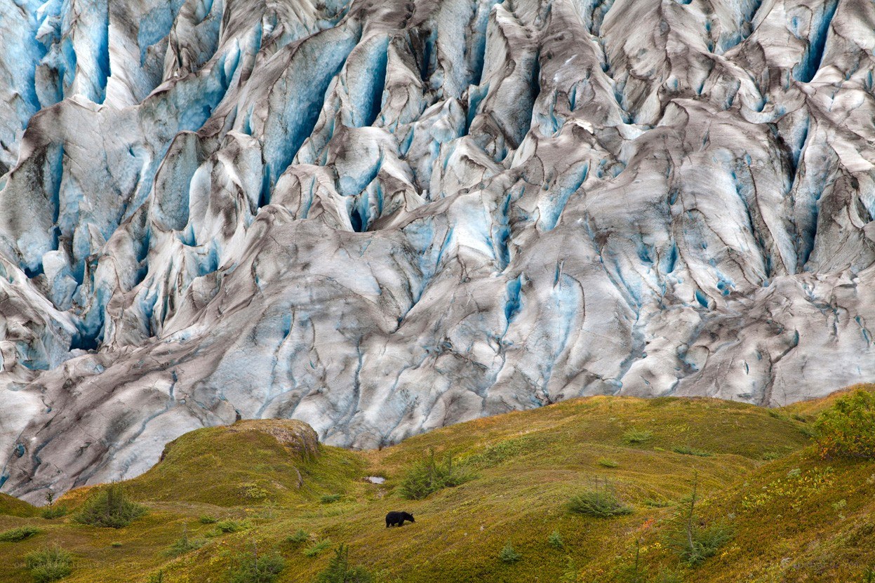 Bear near glacier face
