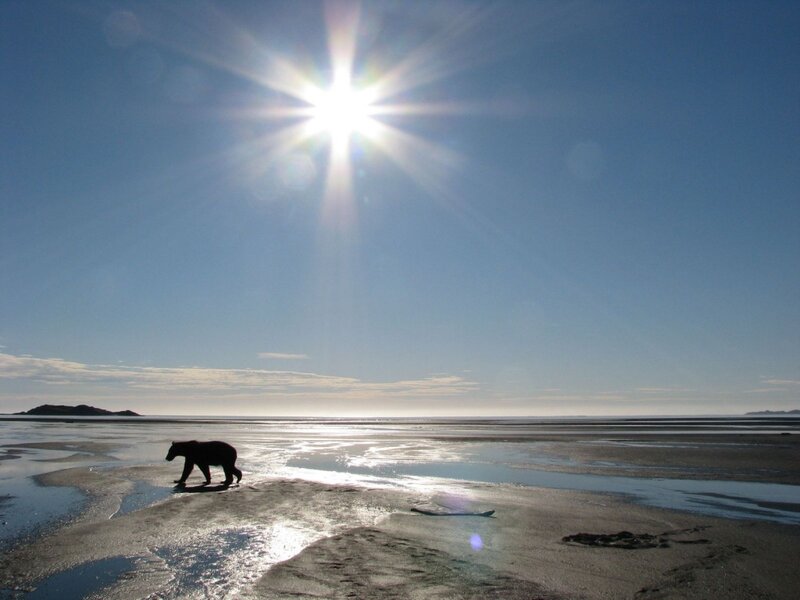 Bear on a Beach