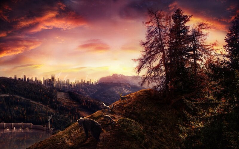 Bear on a Hillside — Orange, Dramatic