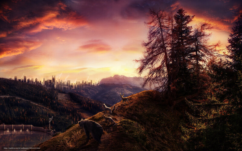 Bear on a Hillside — Orange
