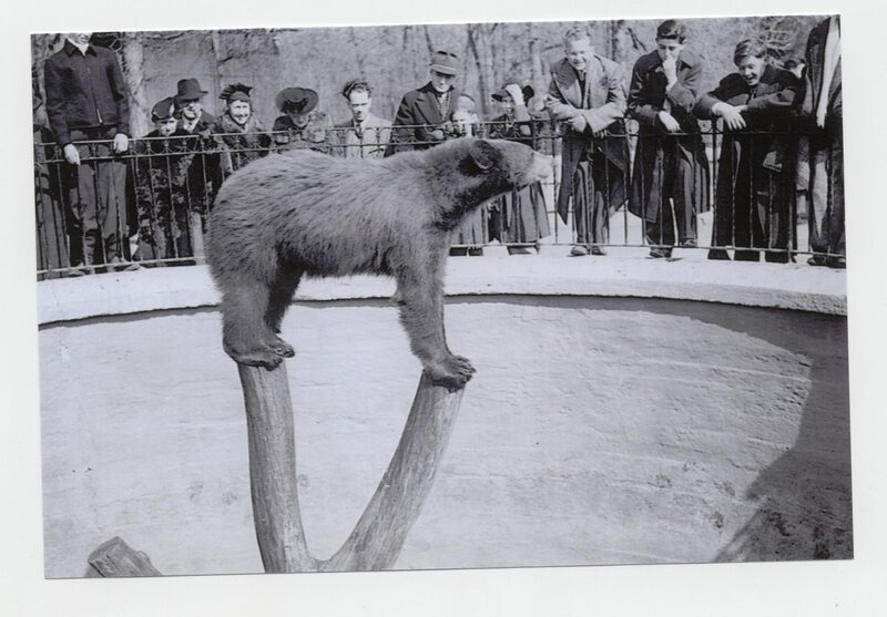 Bear on a log at zoo