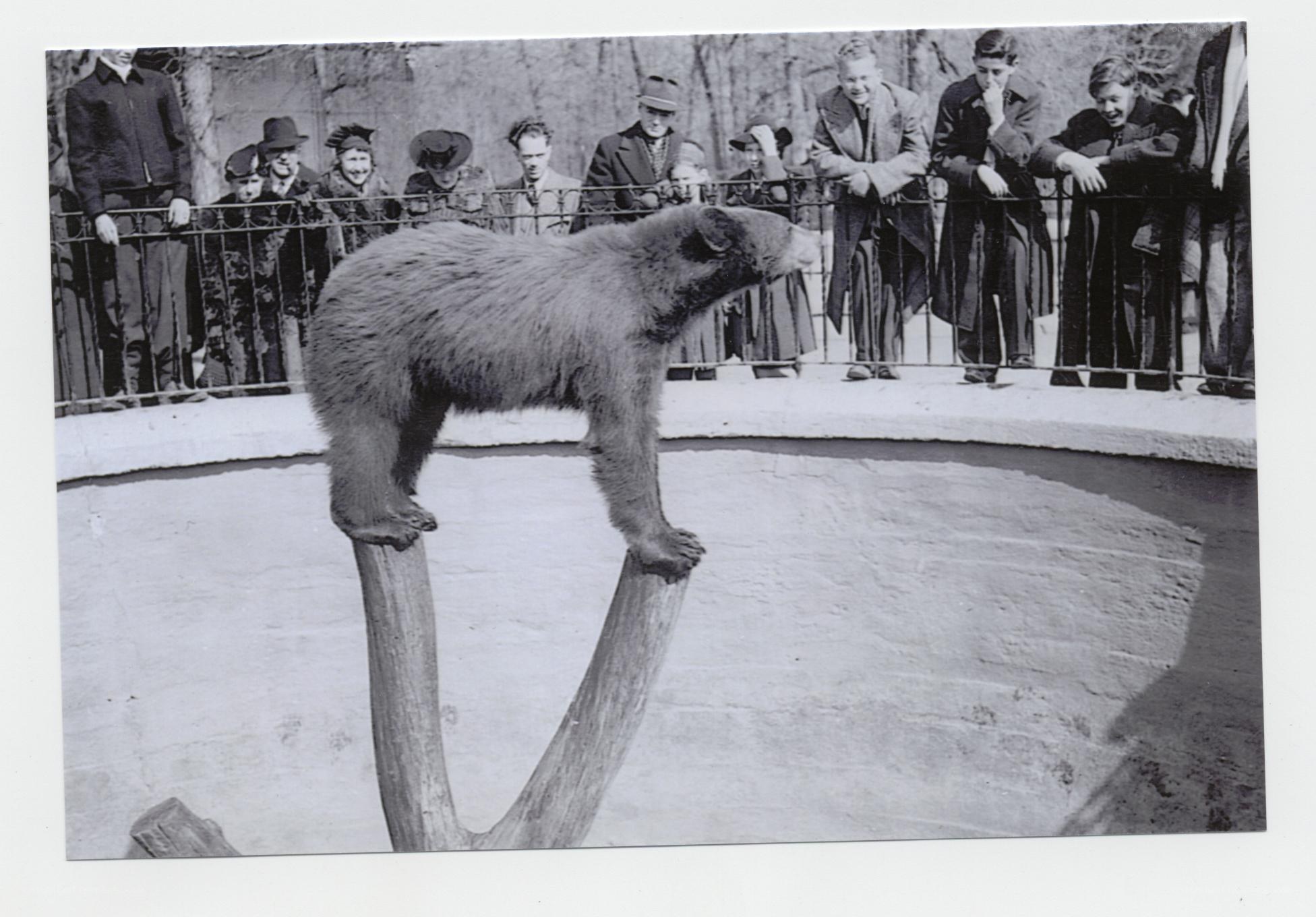 Bear on a log at zoo