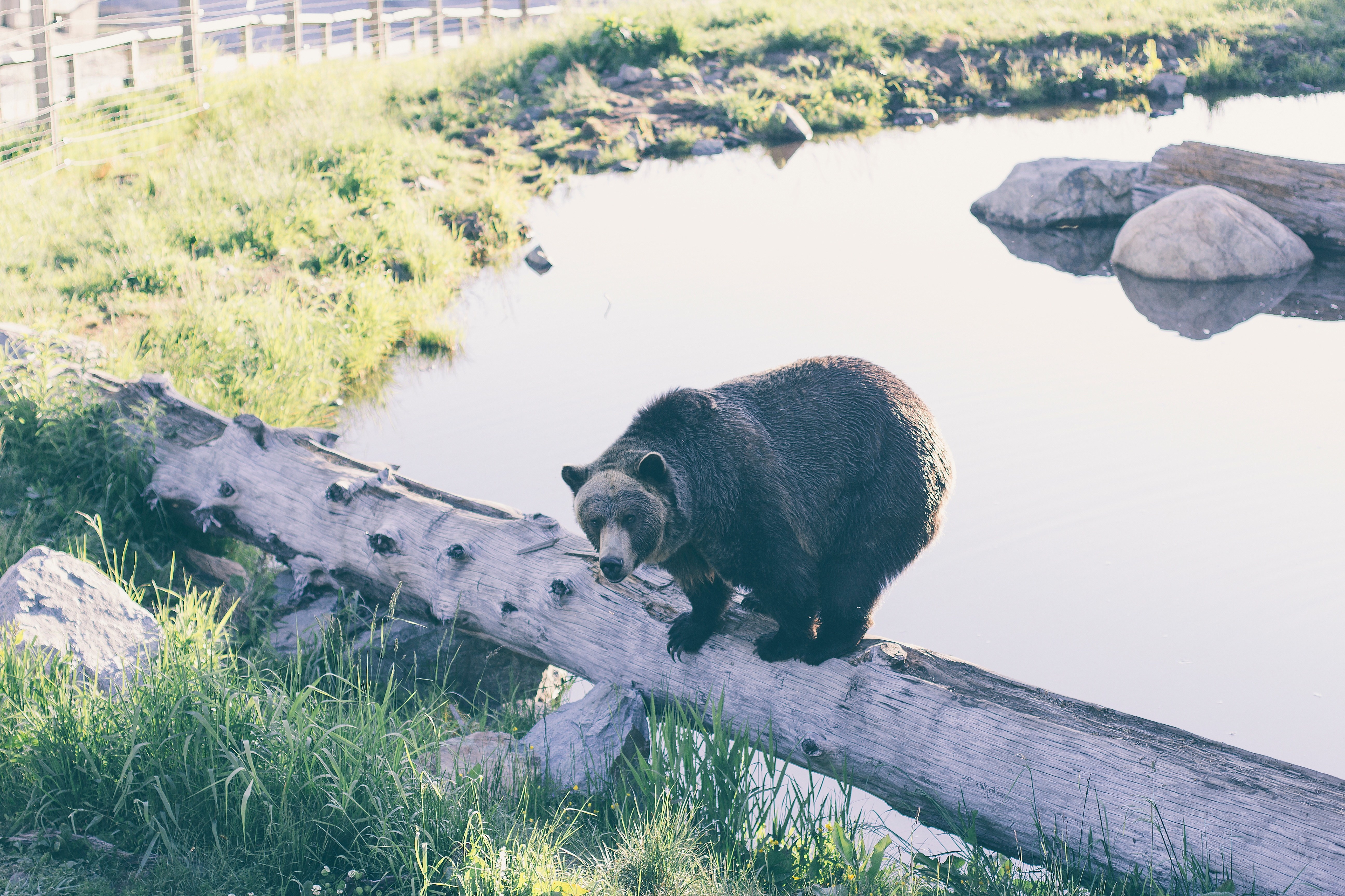 bear on a log near water