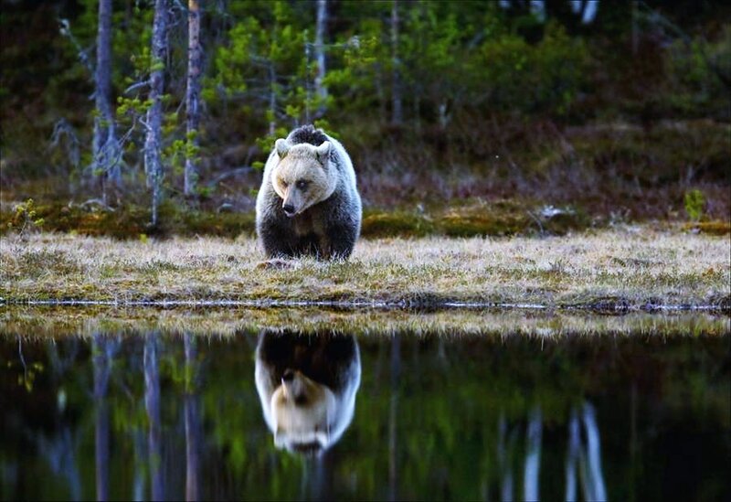 Bear on a marshy shore