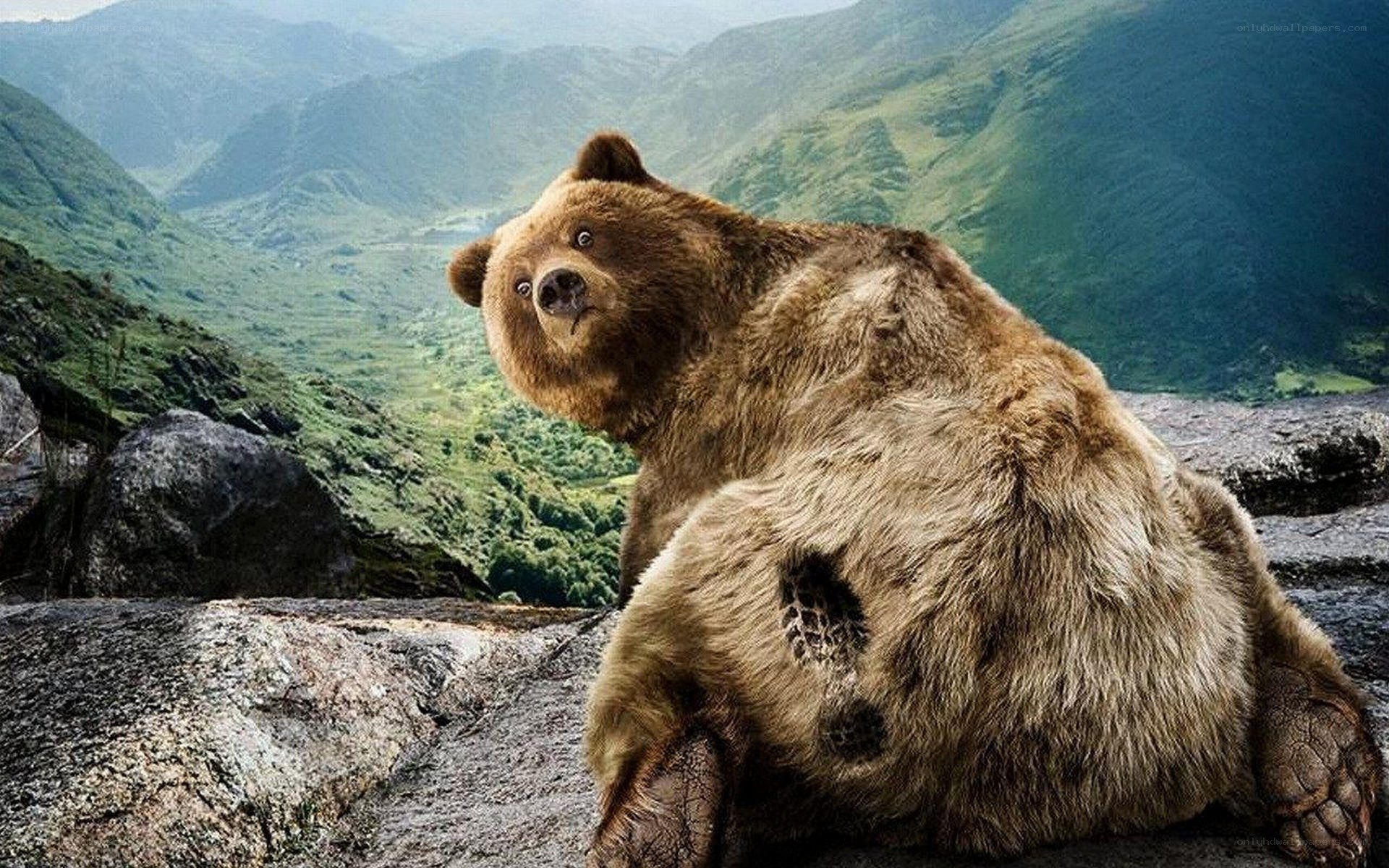 bear on a mountain ledge