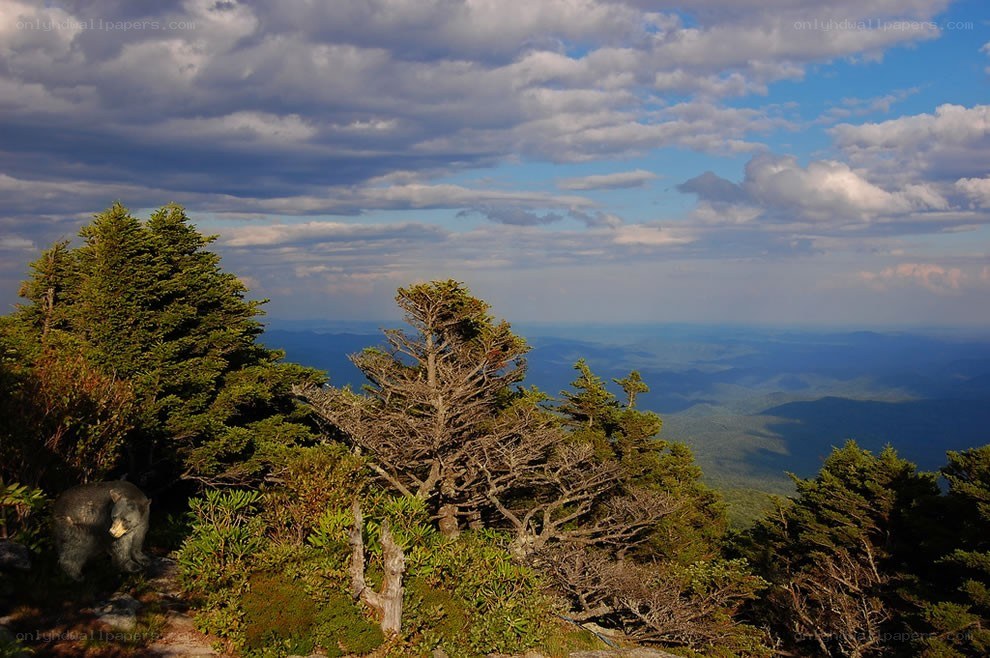 Bear on a mountain summit