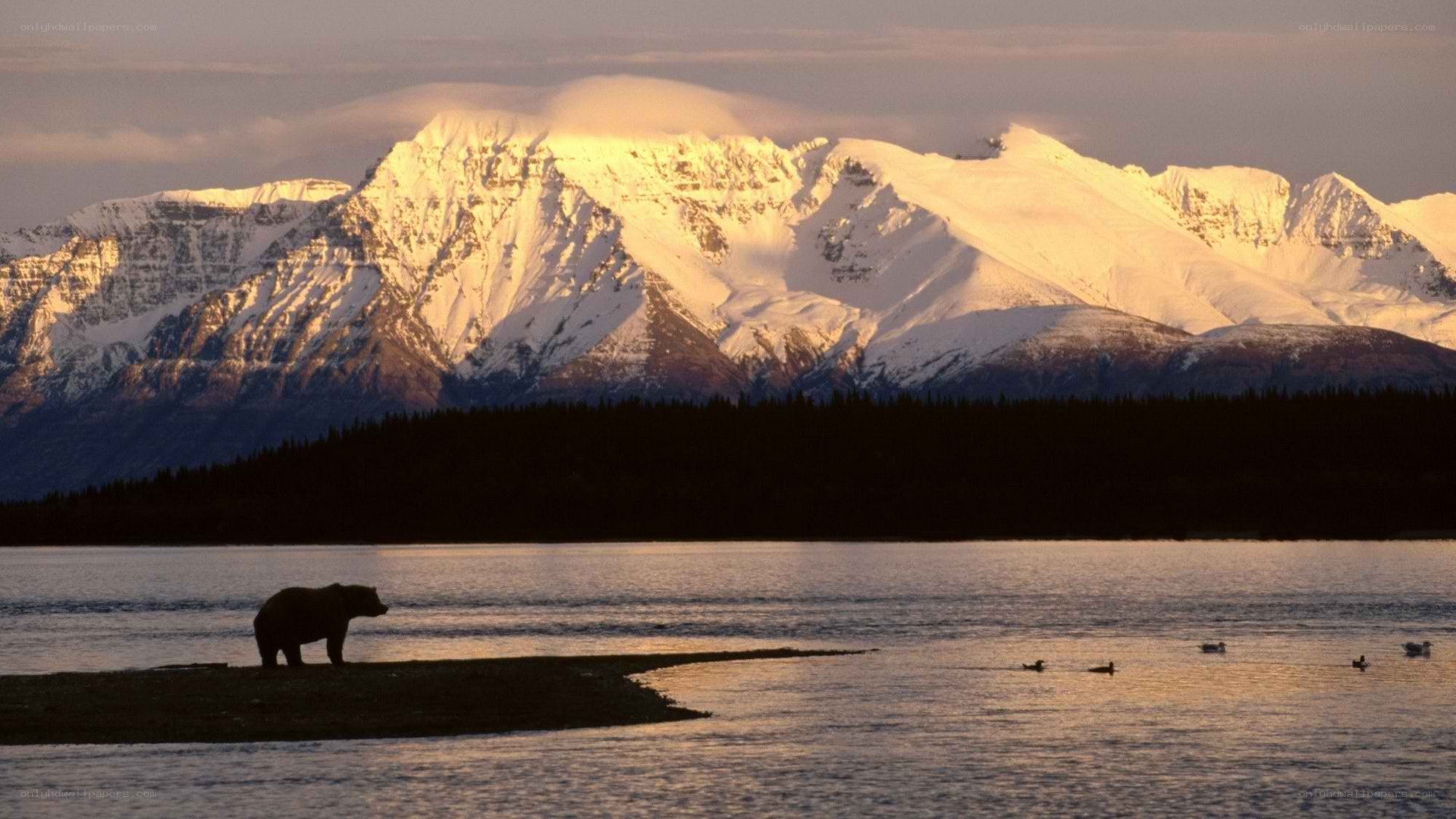 bear on a riverbank at sunset