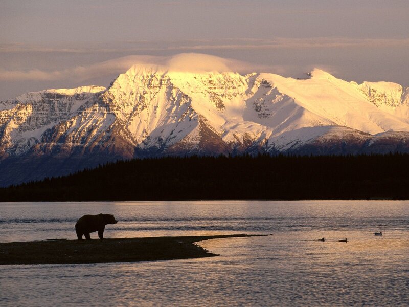 Bear on a riverbank at sunset