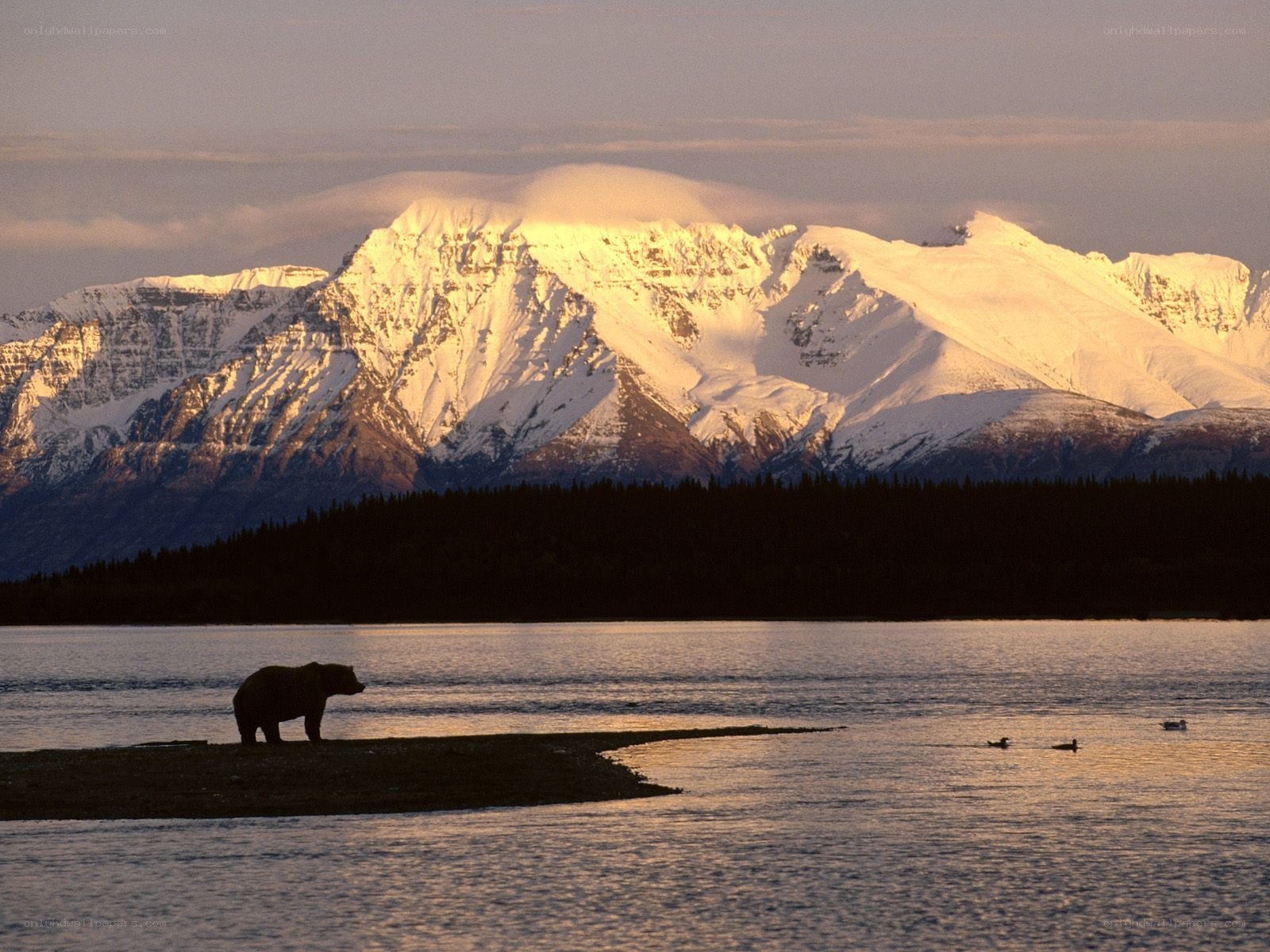 Bear on a riverbank at sunset