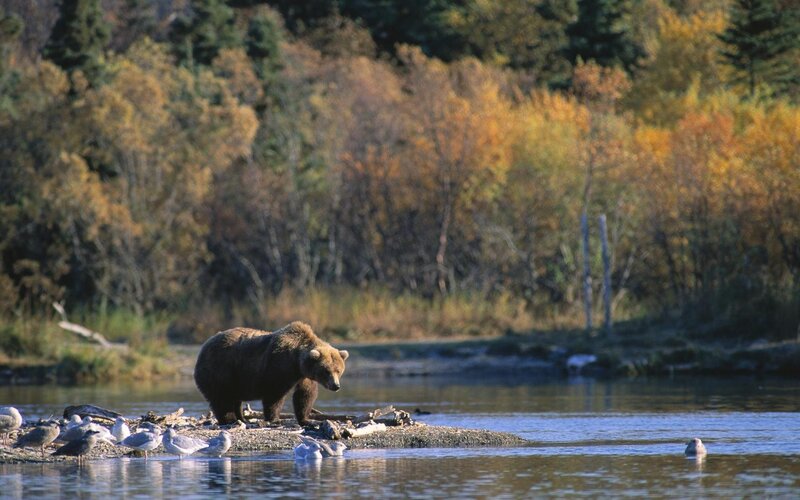 Bear on a riverbank in autumn