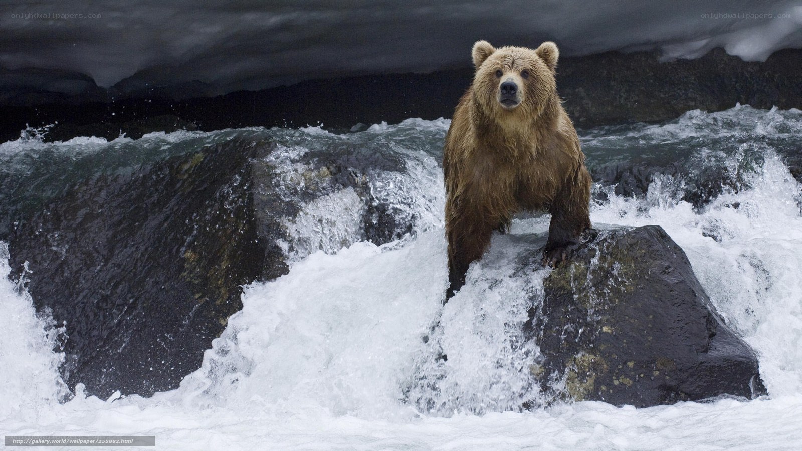Bear on a rock in a river
