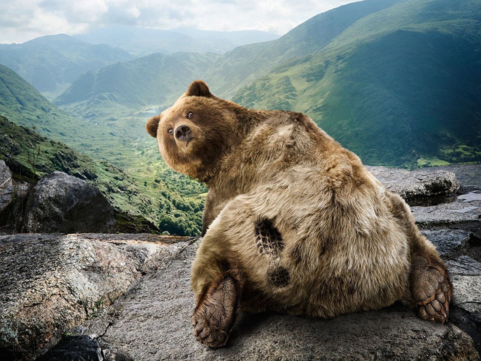 bear on a rocky cliff