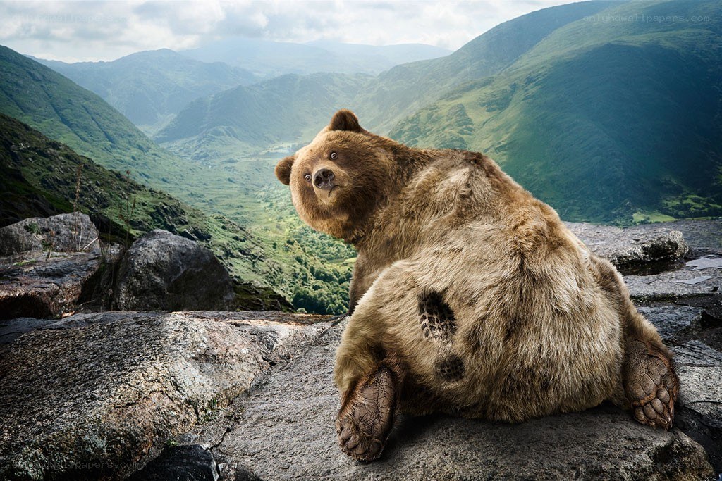 bear on a rocky cliff