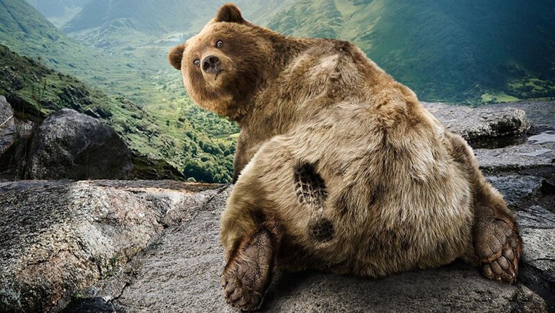 bear on a rocky cliff