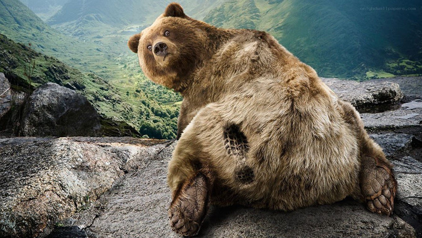 bear on a rocky cliff