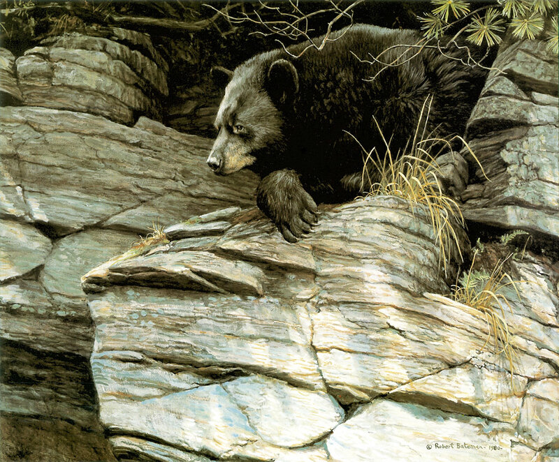 Bear on a rocky cliff
