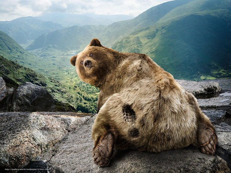 bear on a rocky cliff