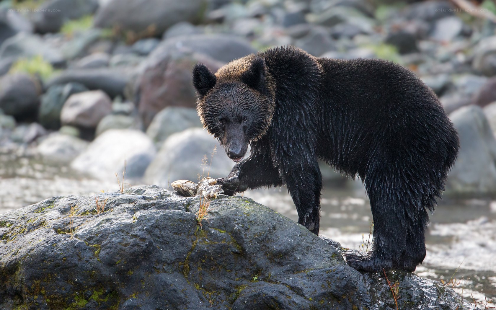 bear on a rocky riverbank