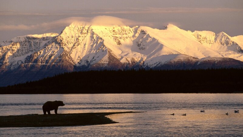 Bear on a Sandbar