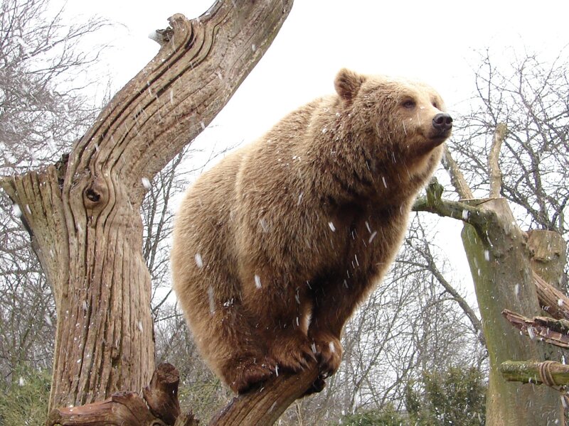bear on a tree branch
