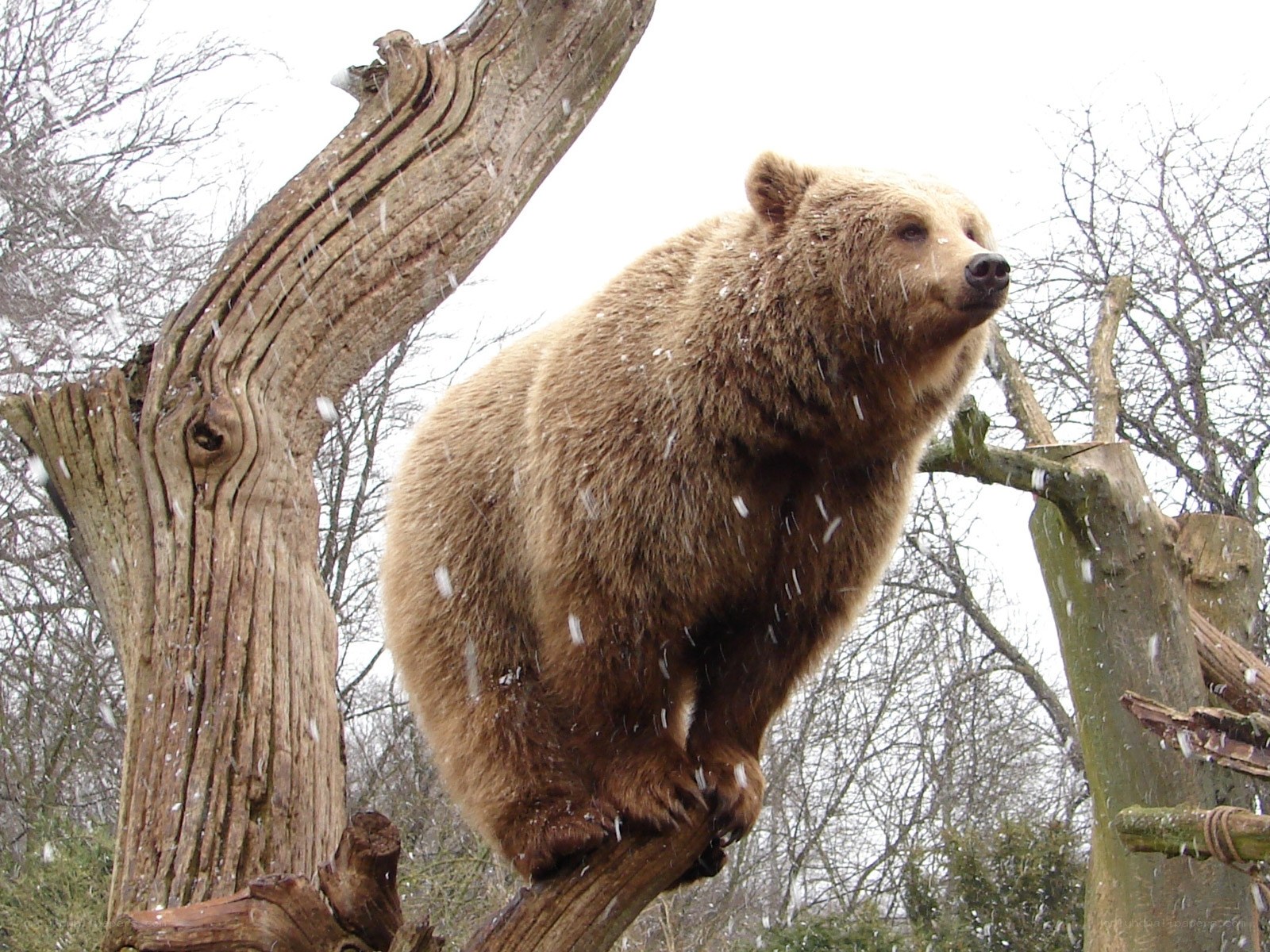 bear on a tree branch