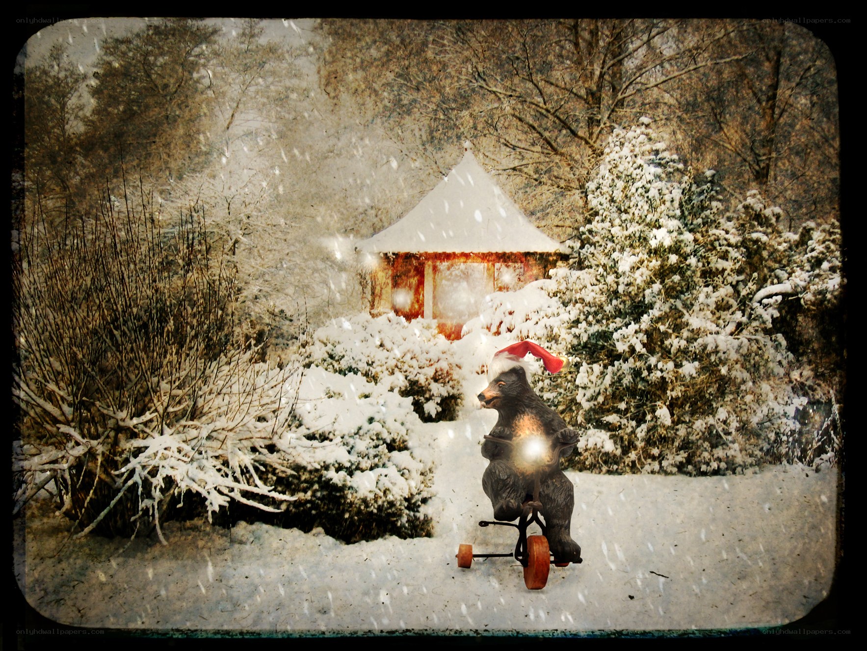 Bear on a tricycle in snow