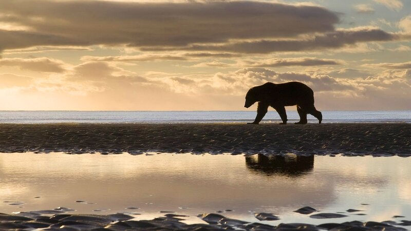 Bear on Beach