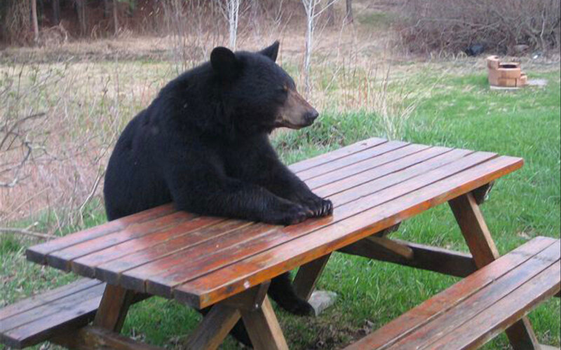 bear on picnic table
