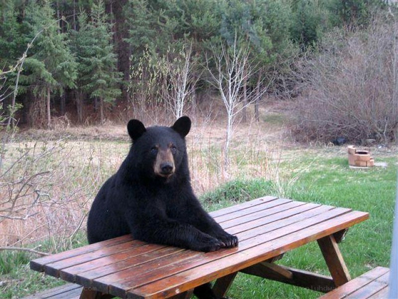 bear on picnic table