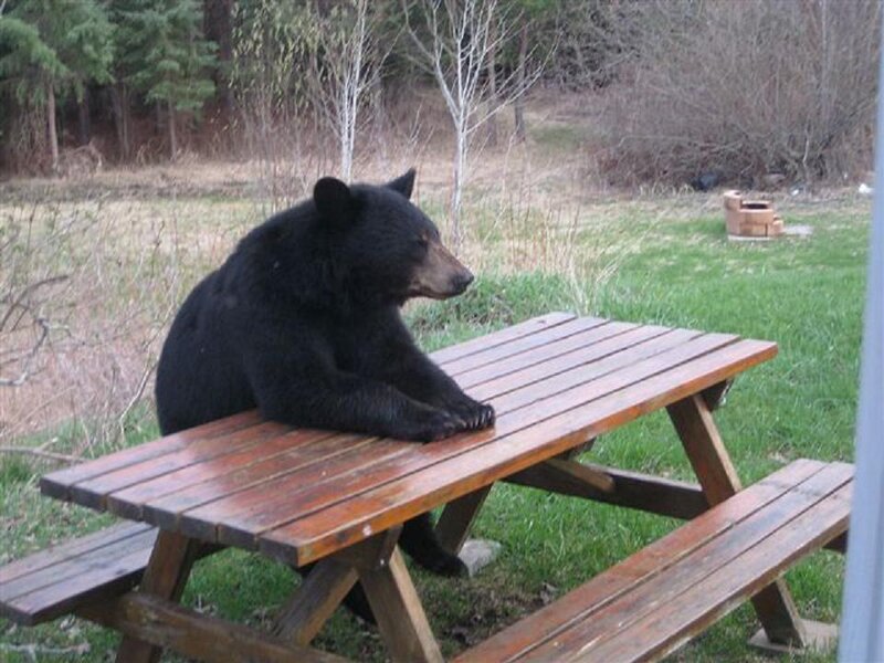 bear on picnic table