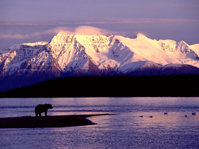 Bear on Riverbank