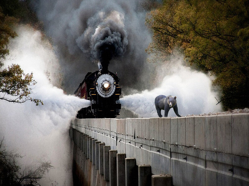 Bear on Train Bridge