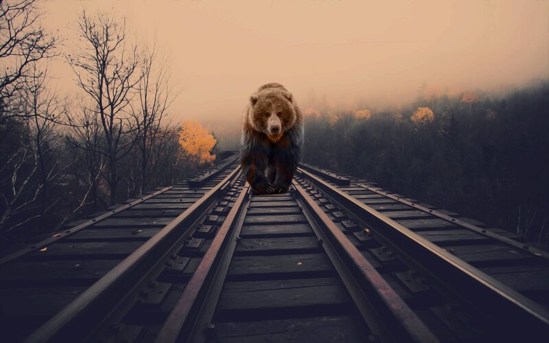 Bear on Train Tracks