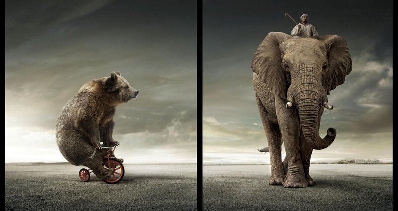 Bear on Tricycle — Gray, Dramatic