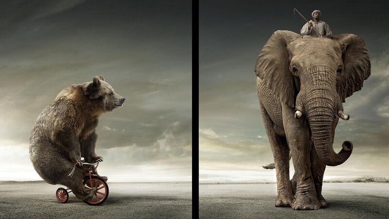 Bear on Tricycle