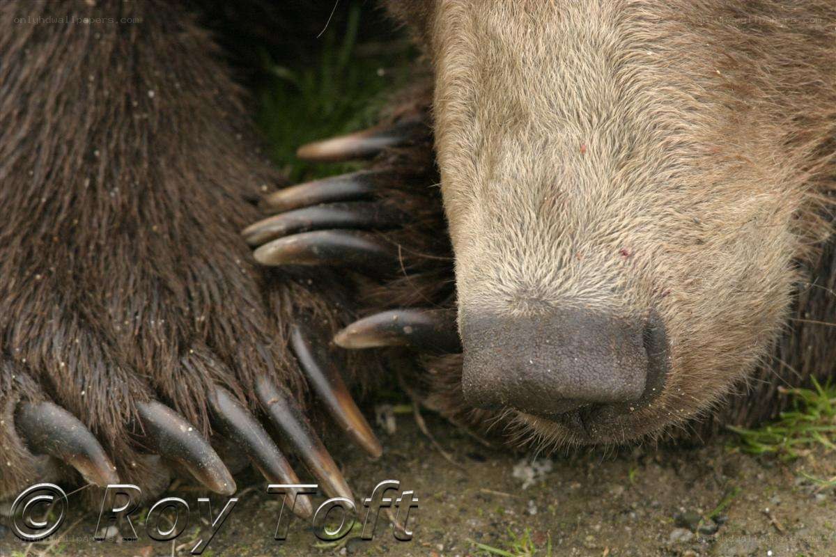 bear paw and nose close-up