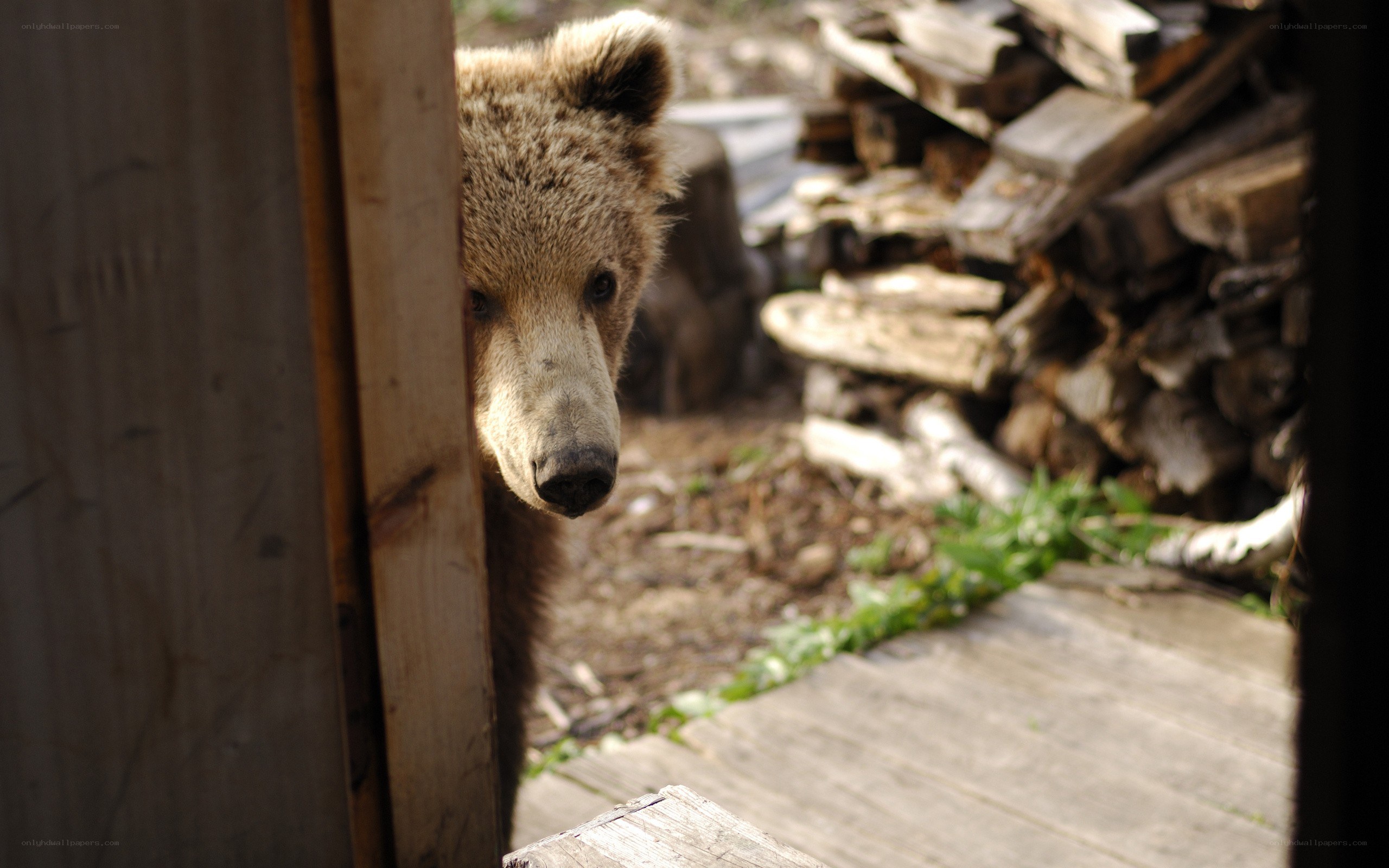 bear peeking from behind wood