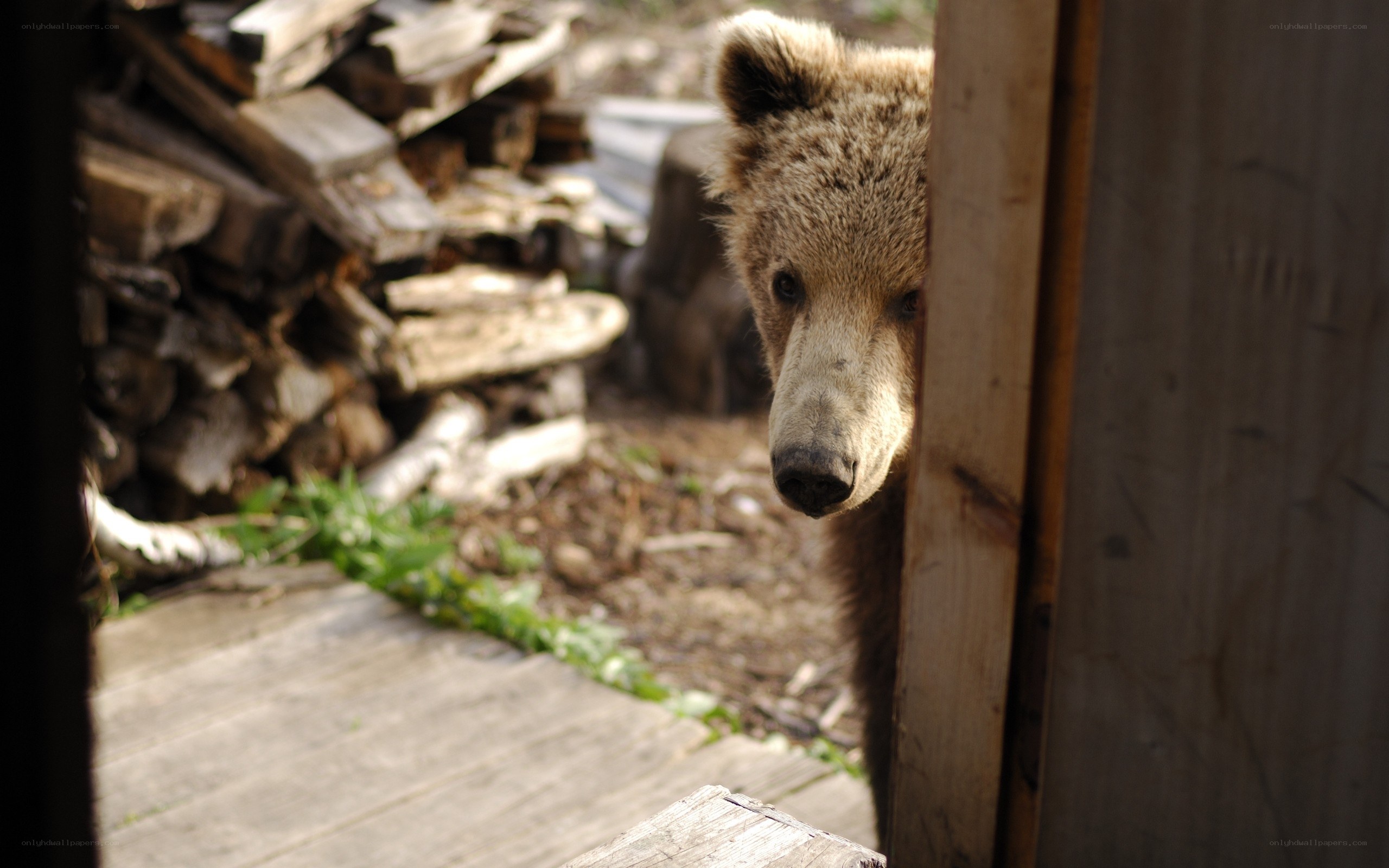bear peeking from behind wood