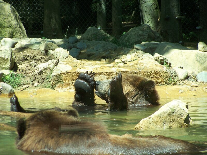 Bear playing in water