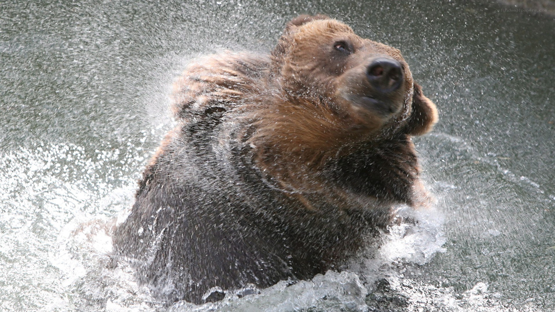 bear playing in water