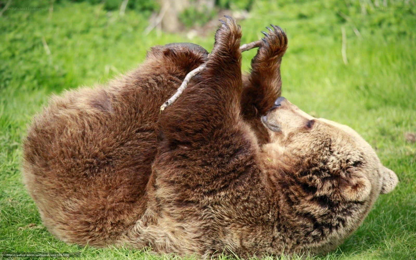 Bear playing on grass