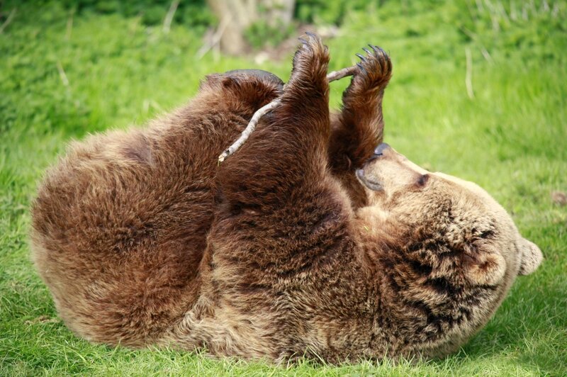 Bear playing on grass
