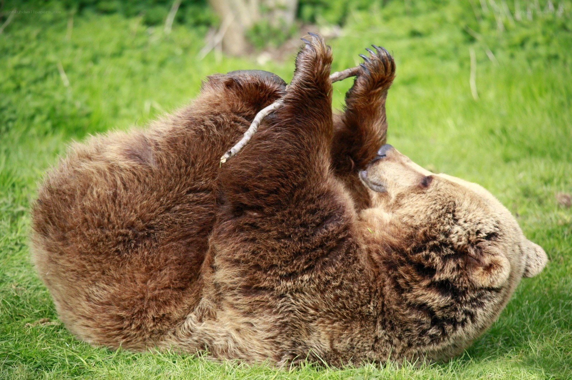Bear playing on grass