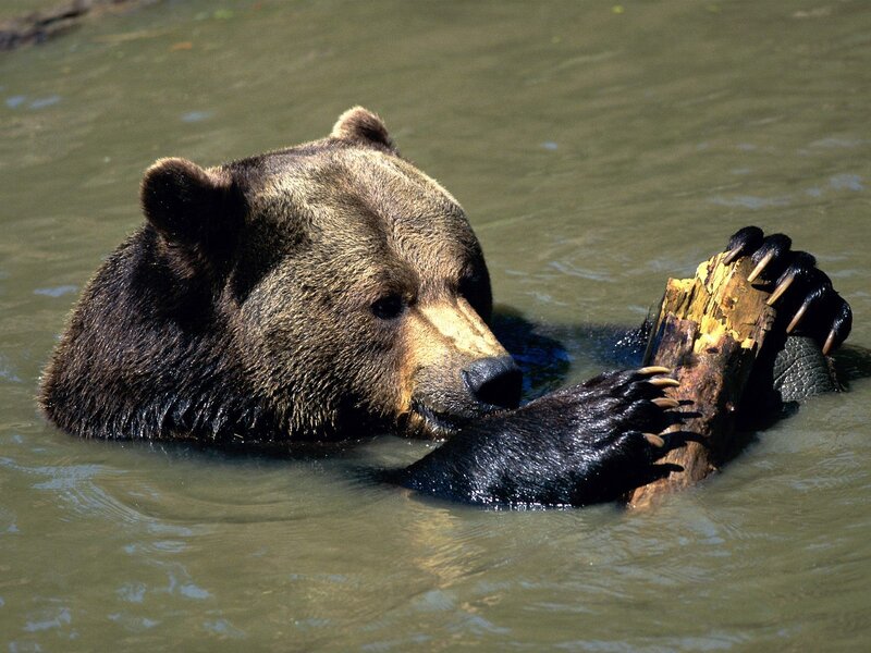Bear playing with log in water