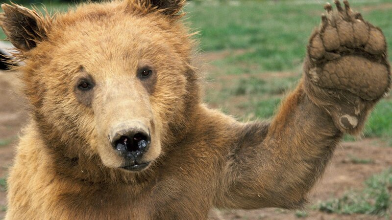 bear raising its paw