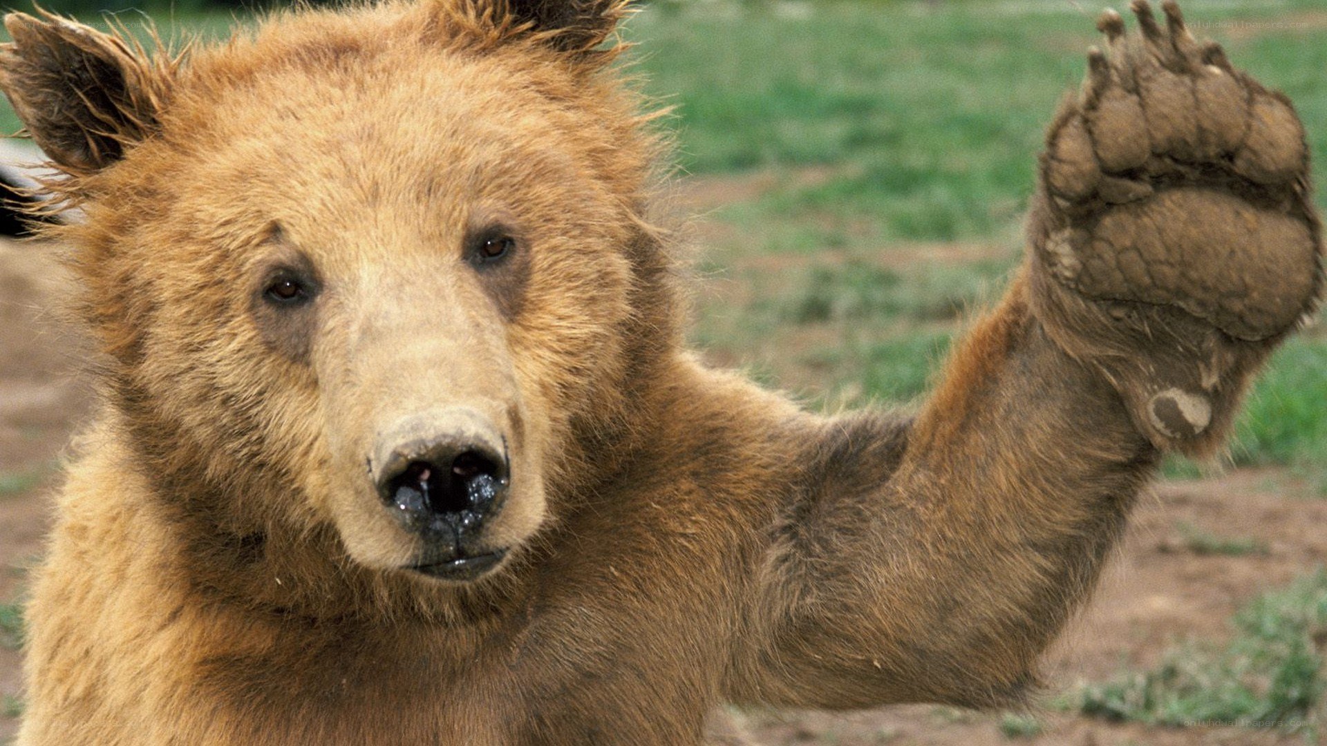 bear raising its paw