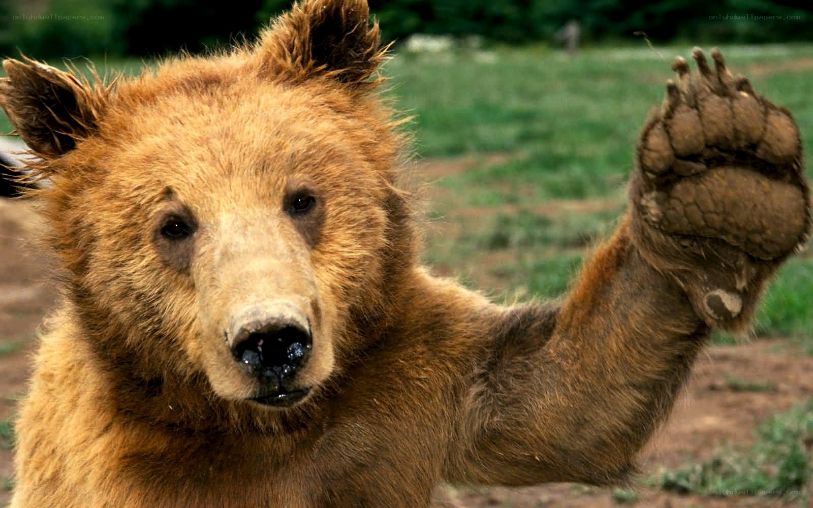 bear raising paw