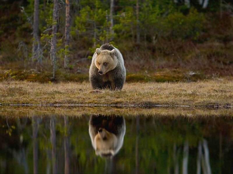 Bear reflecting in a lake
